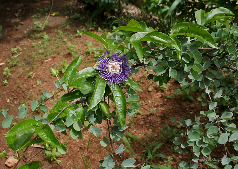 Shantaj jinsiy aloqa ona Brazzers mobil porno